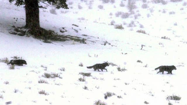 2 Yellowstone National Park wolf pups killed by car