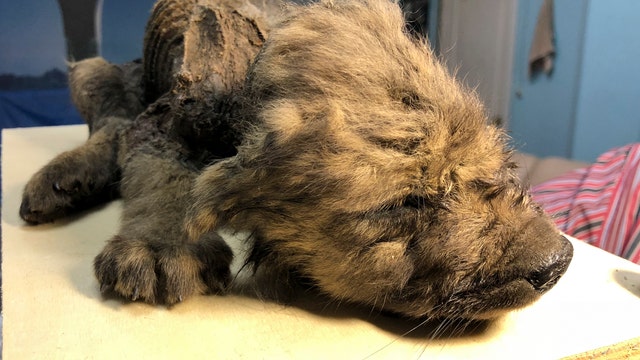 Ancient puppy found in Russia's permafrost