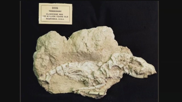 Inside the Museum of the Dog: Ancient fossil and pawprint