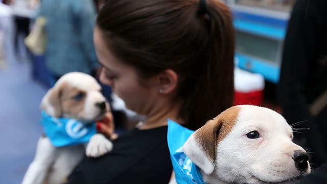 Puppies blamed for multi-state infection outbreak