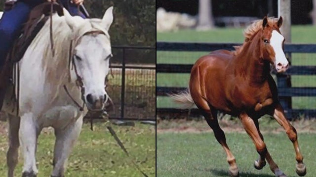 Sheriff warns horse owners after several are found slaughtered for meat in Florida