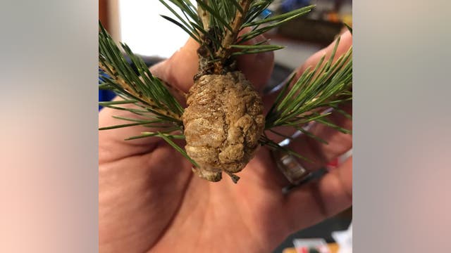 'Walnut-size' mass on Christmas tree contains hundreds of praying mantis eggs, officials say