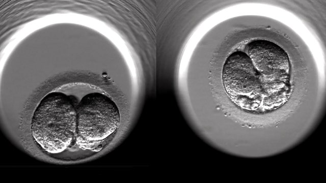 What a time to be alive: Reproductive breakthroughs of the 2010s that changed life as we know it