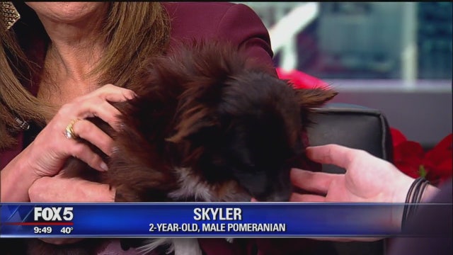 Celebrity pets, adoptable animals, more at PETCON NYC