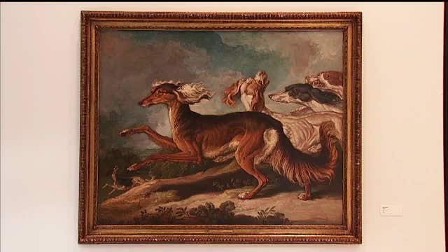 Inside the Museum of the Dog: Salukis