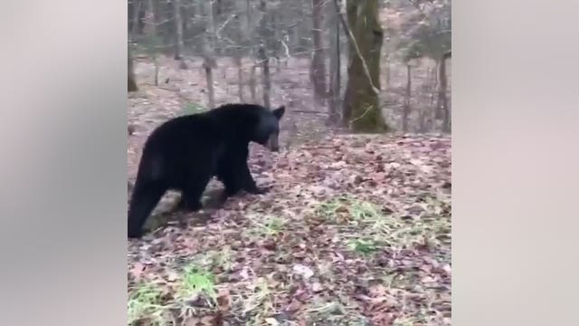 Bear gets itself stuck inside University of Tennessee baseball stadium