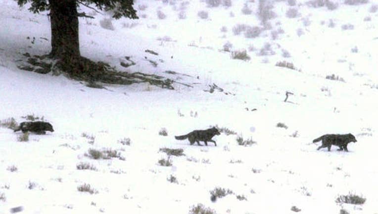 Yellowstone wolves