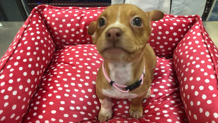 8-week-old pit bull mix