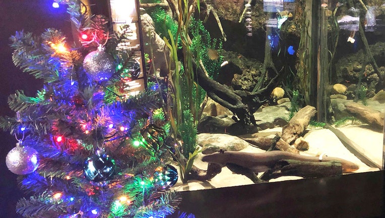 A Christmas tree next to an aquarium with an electric eel