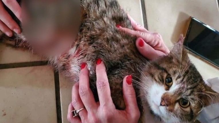 Wounded cat