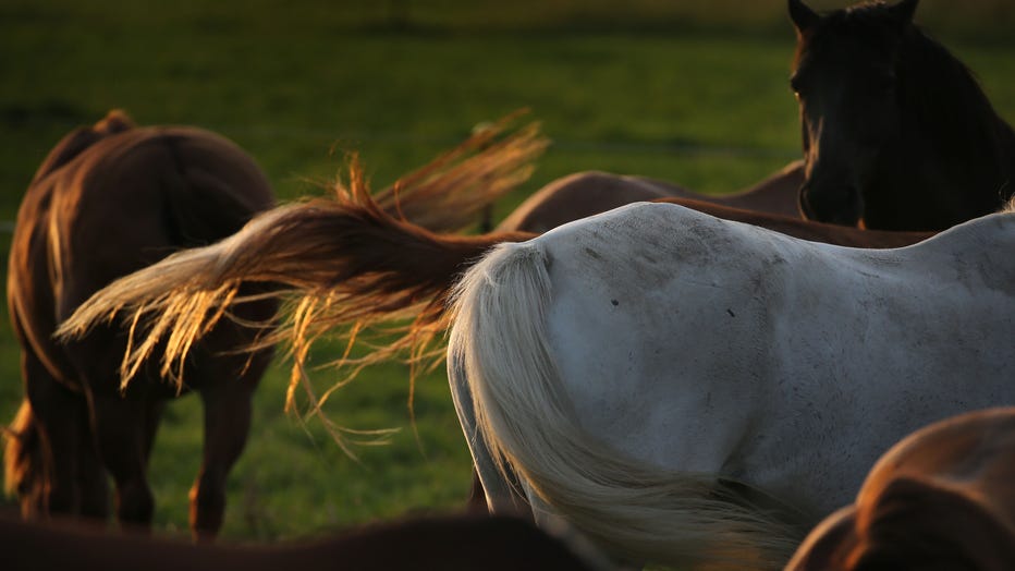 Horses-file-GETTY.jpg