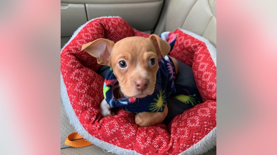 A pit bull mix puppy