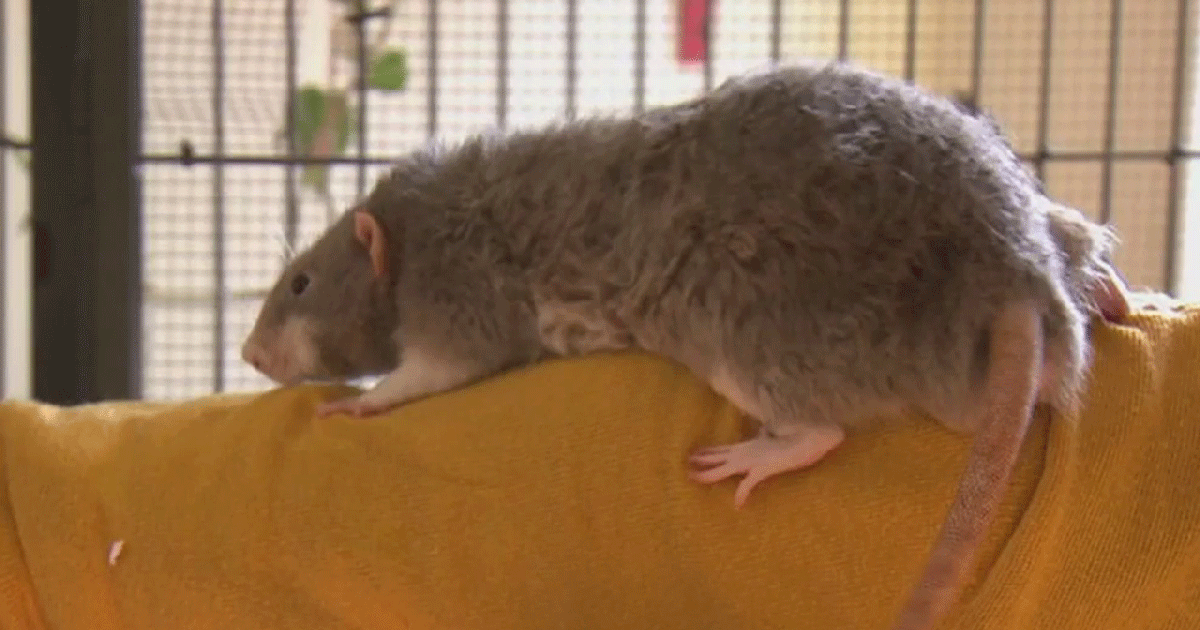 Random Backstreet Rats From domesticated to street, rats are unique creatures | FOX 5 New York