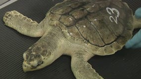 Stranded sea turtles rehabbing on Long Island