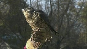 How trained falcons control nuisance birds