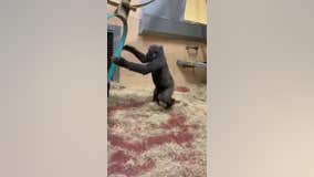 Zoo Atlanta gorillas have fun swinging behind the scenes