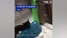 Police dog brings a sled to work on snowy days