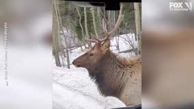 Bull elk wows visitors at national park in Colorado