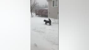 Dog braves blizzard in Canada for bathroom break