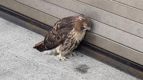 Red-tailed hawk hits side of U.S. Attorney's Office building