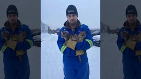 Man rescues freezing kittens stuck to ice by pouring coffee on them