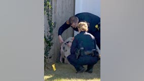 Police rescue escaped pigs from highway on Long Island