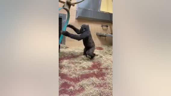 Zoo Atlanta gorillas have fun swinging behind the scenes