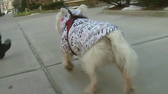 Special dog-walking services at no cost