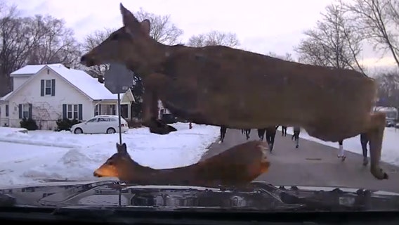 Deer hurdle across the course of a 5K race