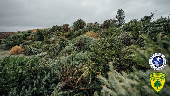 Thousands of Christmas trees donated to repair sand dunes in New Jersey