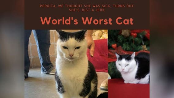 NC animal rescue posts brutally honest cat adoption ad: 'She's just a jerk'