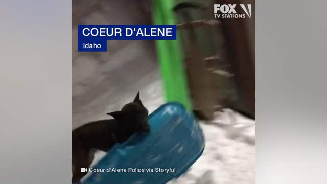 Police dog brings a sled to work on snowy days
