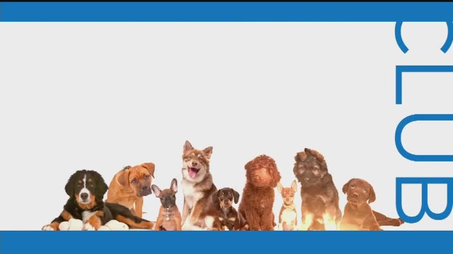 Fact or Fiction: Dogs don’t mind the same food every night