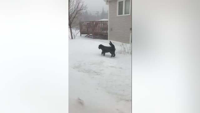 Dog braves blizzard in Canada for bathroom break