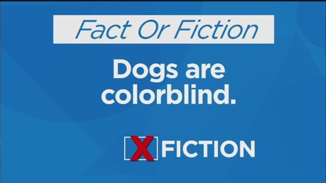 Fact or Fiction: Dogs Are Colorblind
