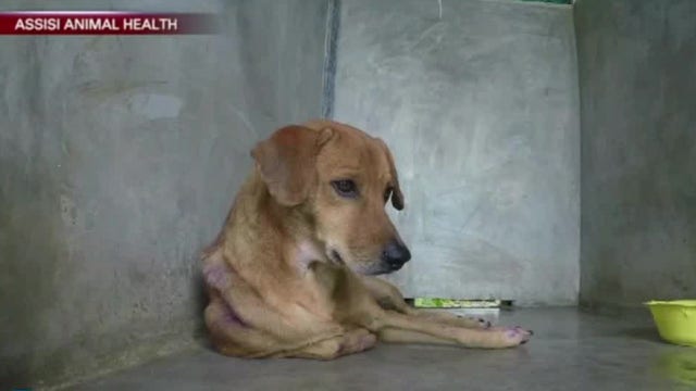 Drug-free device helps dogs with separation anxiety