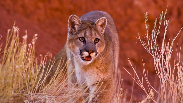 3 mountain lions killed after feeding on human remains