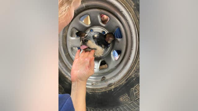 Video: Mischievous 3-month-old puppy rescued after getting head stuck in spare tire in Coachella