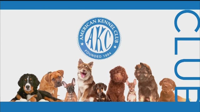 Fact Or Fiction: one dog year equals seven human years