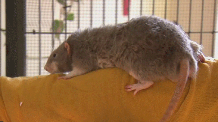 From domesticated to street, rats are unique creatures | FOX 5 New York