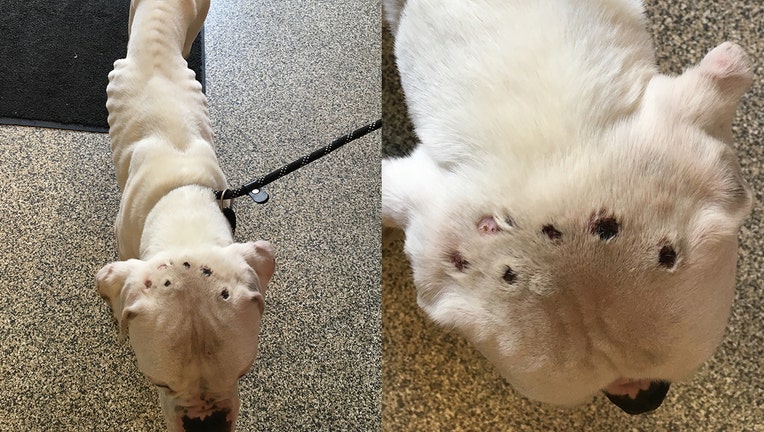 Emaciated dog with burn marks on it head