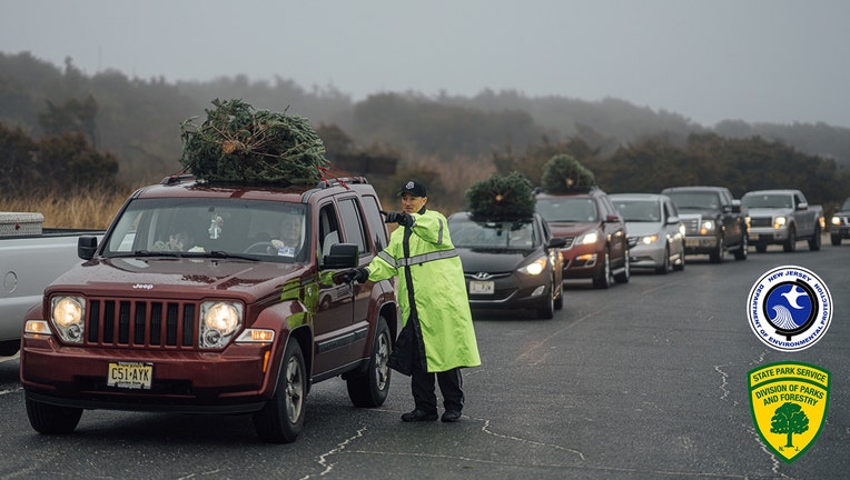 Cars carrying Christmas trees
