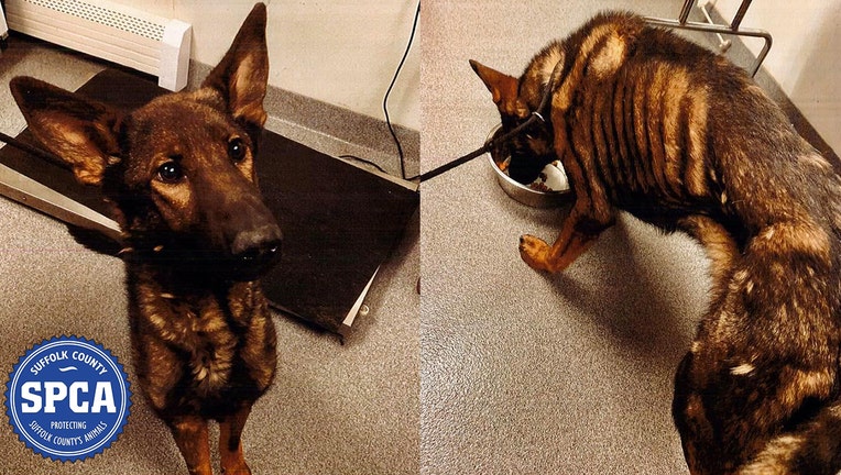 Malnourished German shepherd dog