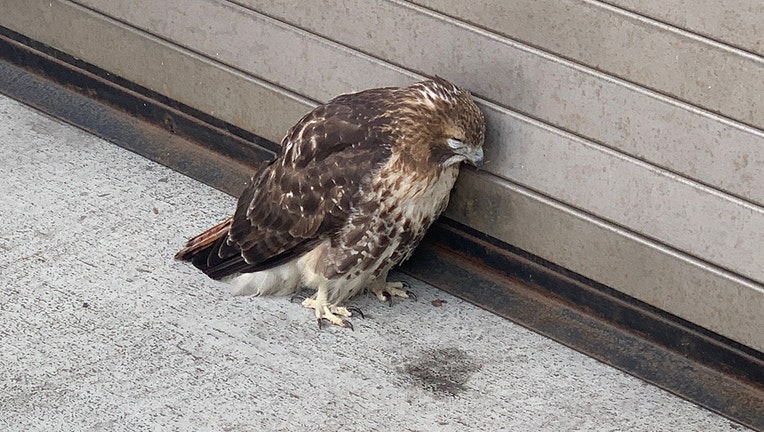 A red-tailed hawk on the street