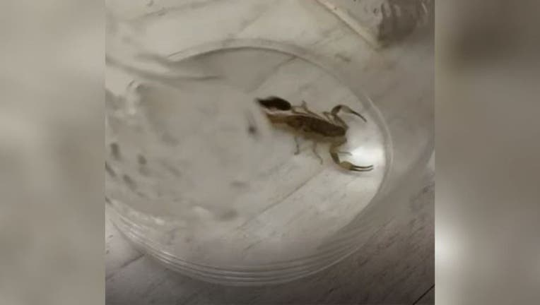 According to SWNS, Isabel Neighbour was cleaning her house about a week after she and her family returned home when she spotted the Chinese Swimming Scorpion in one of her cupboards. (SWNS)