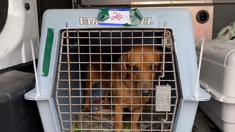 Brandywine SPCA rescues 30 dogs airlifted from earthquakerattled