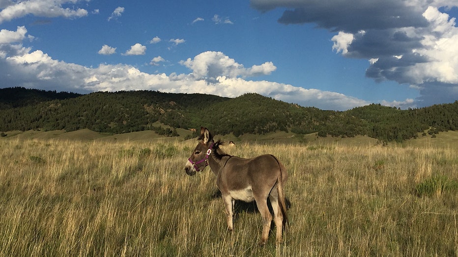 Sherman the donkey in a field