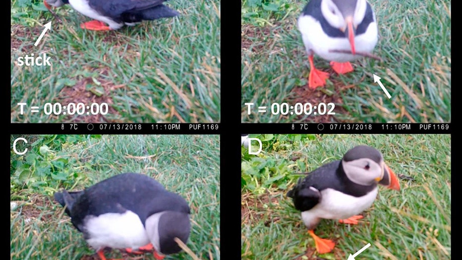 Screenshots of a puffin in Iceland