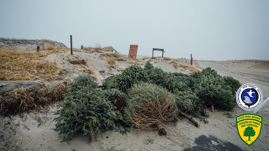 Christmas trees on the sand dunes