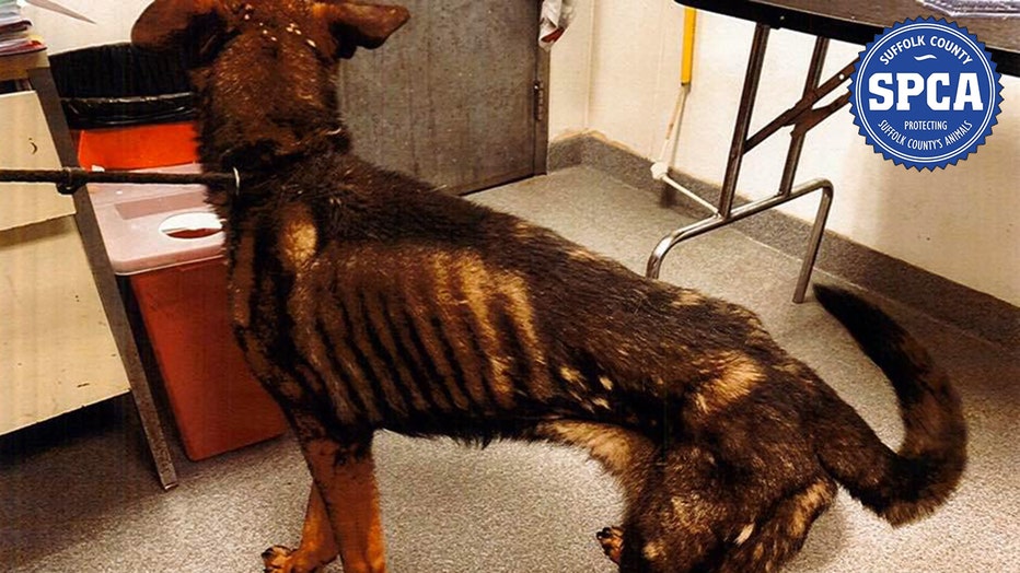 Malnourished German shepherd dog
